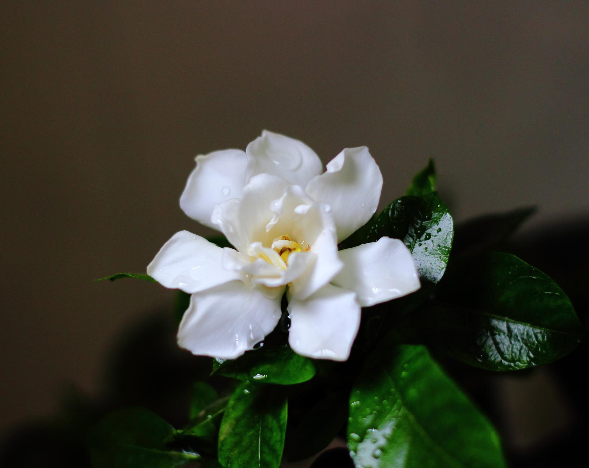 栀子花叶黄掉苞,是3大原因造成的,怎么办?