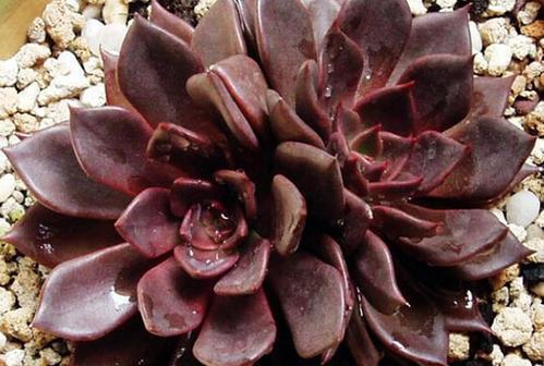 光照|5月种下这几种多肉，皮实好养不怕热，35摄氏度照样生机勃勃