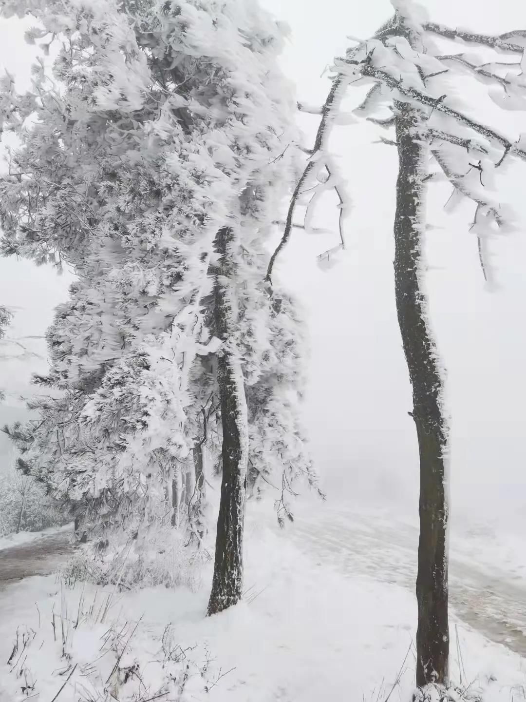 雾凇|绝了！天台冬季美景，宛如冰雪世界！一天看8小时都不够!