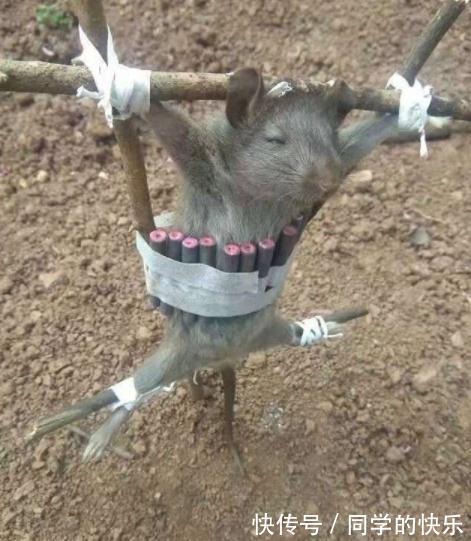 |搞笑趣图段子：完全不会被发现的潜行模式