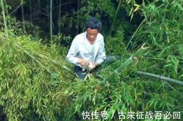 技艺|竹海飞人8岁爬竹子,年过半百仍在竹上行走,今无人传承境地尴尬