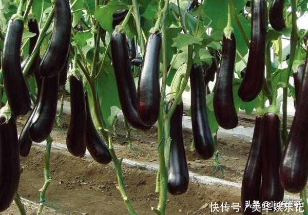 冬季|这些蔬菜不怕过期,遇到一次买10斤,能吃到冬季,炖菜炒肉特香
