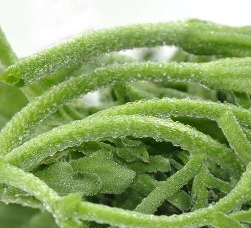 超市|超市很常見(jiàn)的3種食物,值得天天吃一些,排毒養(yǎng)顏、滋補(bǔ)身體