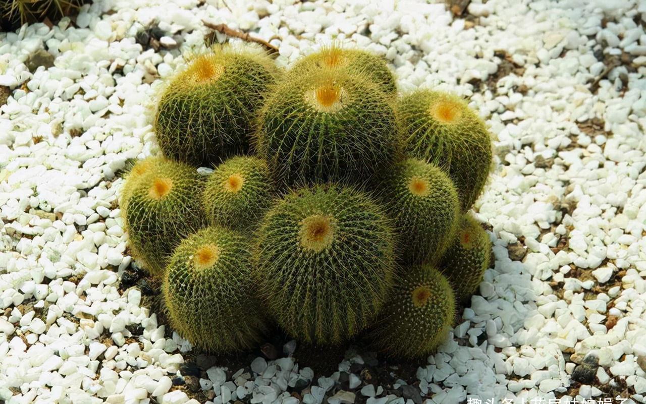 室内养殖这些花卉时,浇水时不要浇湿叶片,可能会造成烂叶的现象