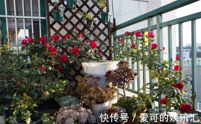 阳台如何养好月季，了解这些规则，新手也能养爆花