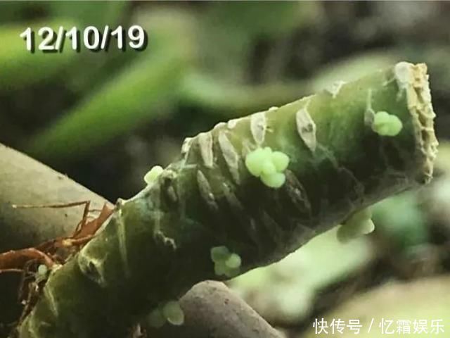 快枯死的绿植在大神手下起死回生,对比图超治愈又励志哇