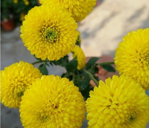 新手养花,不如养盆花中精品“初乌”,厚重光泽,朴实华丽!