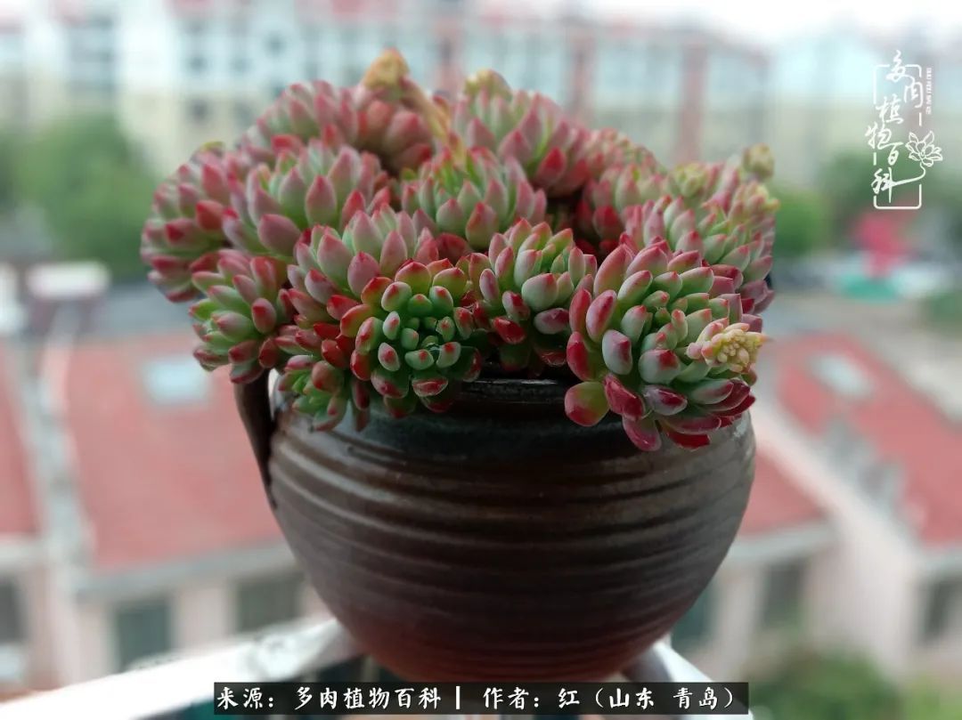 多肉度个夏,回到解放前!曾经有多美,现在就有多丑!