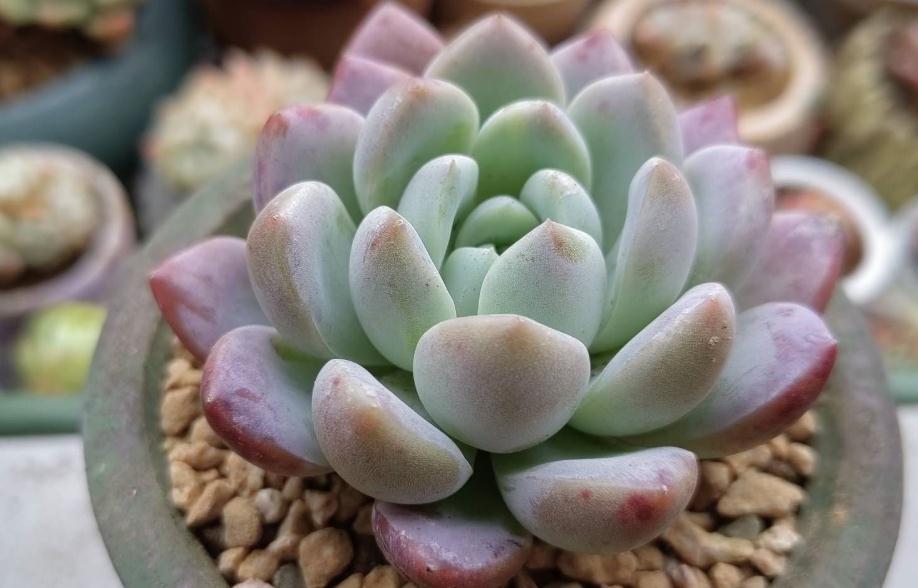 分享配土和浇水经验，包教包会，你不来瞅瞅