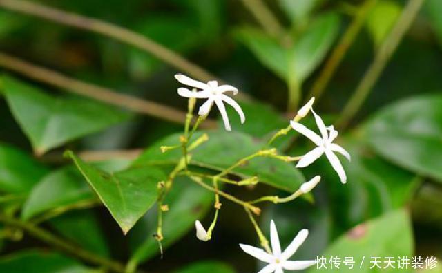 养不好茉莉花就养“假茉莉”，香味足更皮实，四季开花不黄叶