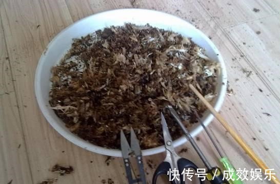 盆栽养花发财树这样养,再也不烂根,开花结果黑油亮