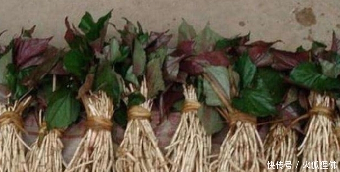 这几种野味是我们小时候的回忆,到现在看到还口水直流,你吃过吗