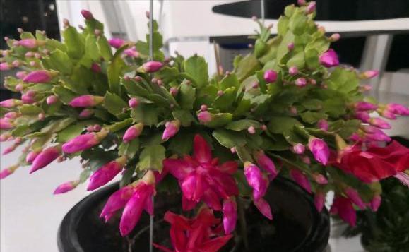 蟹爪兰“软趴趴”,叶子薄不开花?改3个“小毛病”,开成花大树