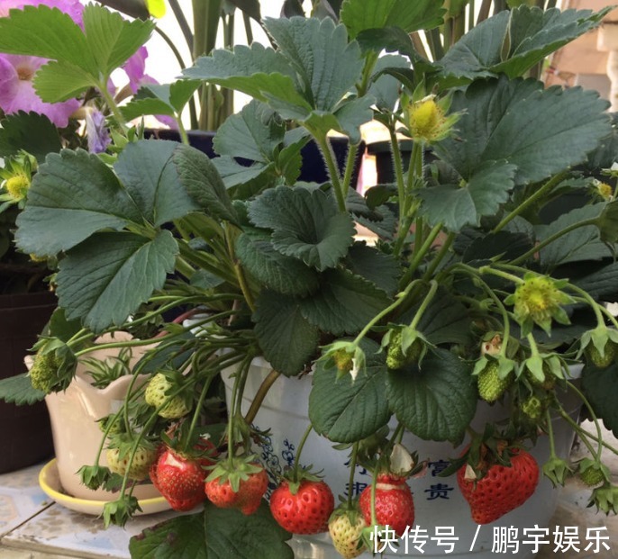 3种花要休眠了,快别浇水了,再浇就死了!