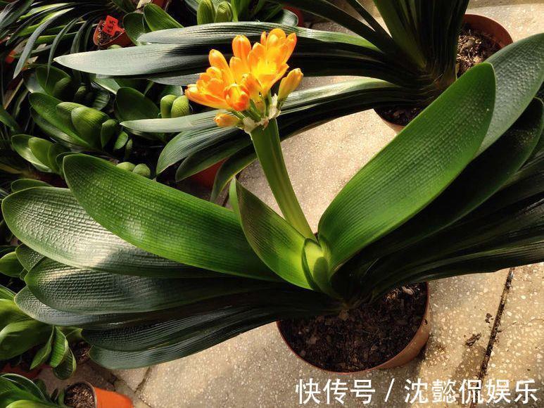 老花农1句话，茶花养的花大叶绿，比看书还长知识！