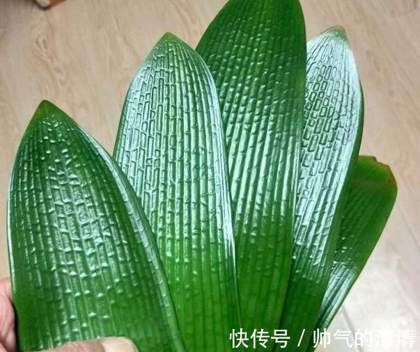 新芽|如何养殖君子兰,侧芽蹭蹭往外冒施肥用它们,盆栽新芽窜不停