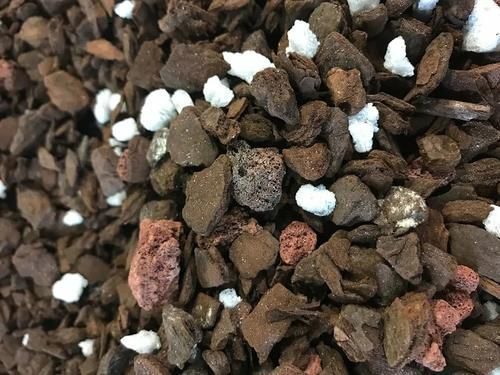 旺盛|沙漠玫瑰叶子长得旺盛还不开花，选好时机修剪，第二年有花看