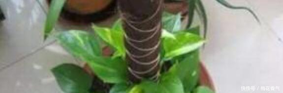 想把绿萝养成“树”请塑料瓶来帮忙,一分钱不花,养成大叶萝!