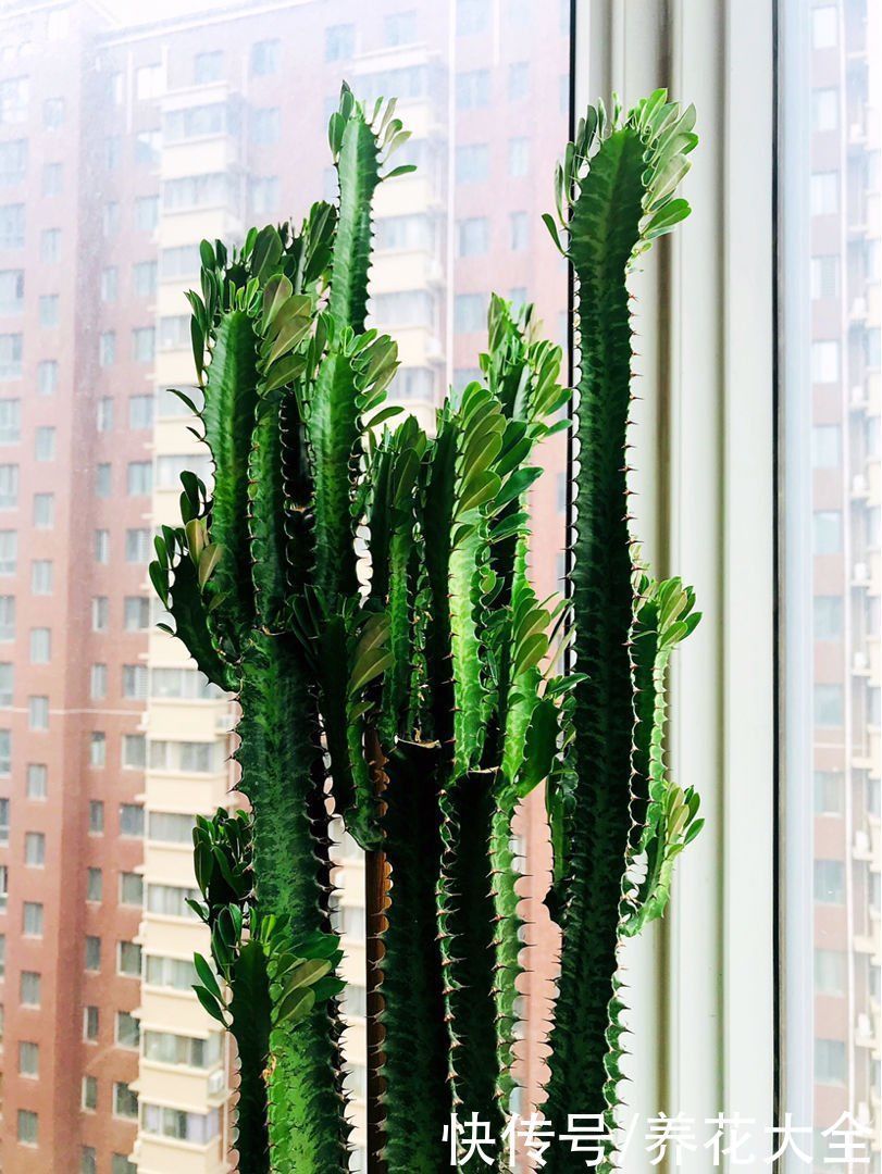 镇宅|“丑八怪”镇宅花,样子威武霸气,养在家里特安心