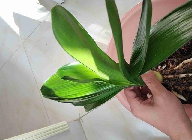事情|君子兰做好这3件“小事情”,不怕没花赏,叶肥厚油亮数量多