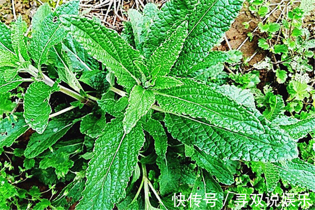 农村|农村有一种称之为“癞蛤蟆”草的植物，没想到它能治这么多病！