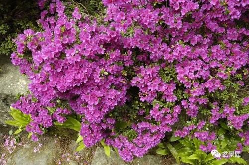 适合做盆景植物，室内养护也简单，重要的是观赏性强