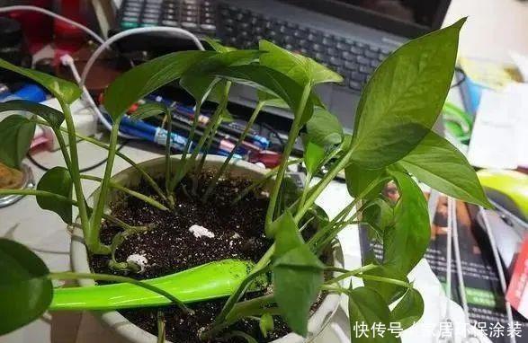 移栽|养花换盆换土知识点：夏季给这4种植物分株移栽，注意别伤根