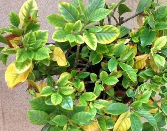 杜鹃花|月季花杜鹃花栀子花总是养不活教你一招,连开3个月!