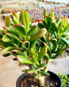 财意|4种名字带“财意”的植物,是吉祥的观赏花,家里有空建议养一盆
