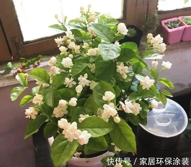 爆盆|养茉莉,记住5点“疯狂”,一年开5茬,花开爆盆不是事