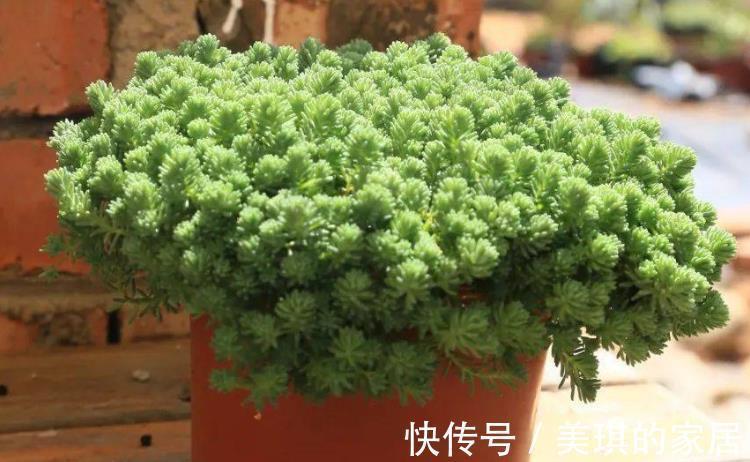 花友们|看似是草,实际是多肉,薄雪万年草,养殖抓住4个细节长得漂亮