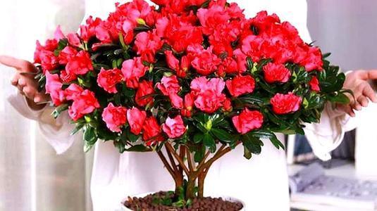 养杜鹃花，掌握几个要点，花大色艳，叶片翠绿，花开满枝头