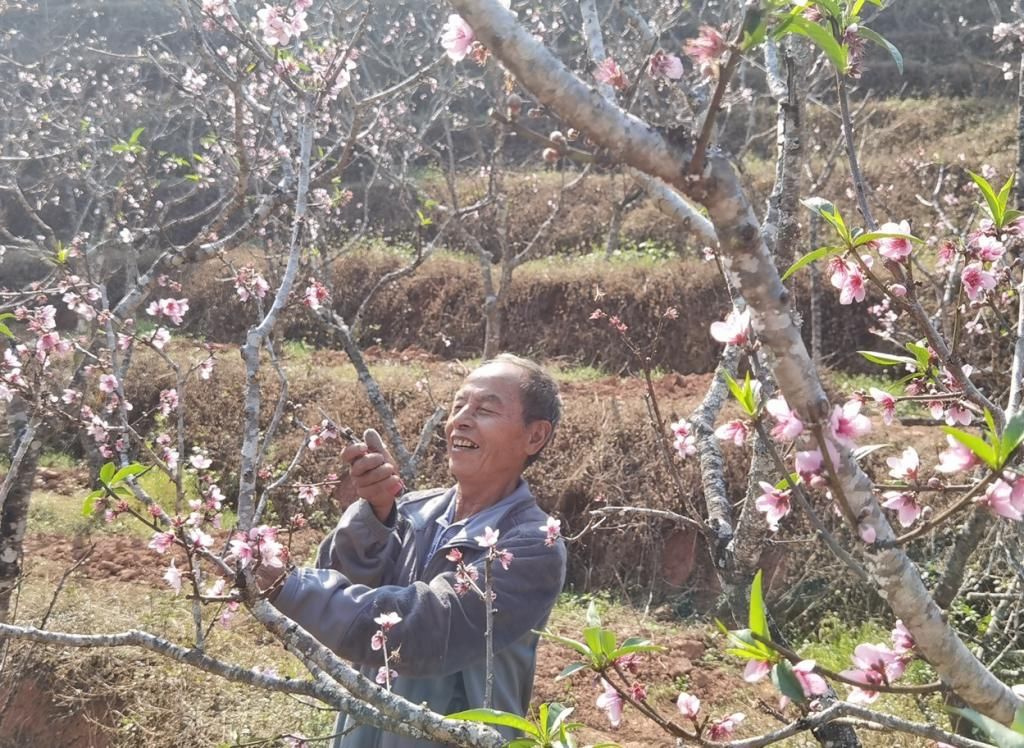 樱花|普洱：桃花盛开引客来