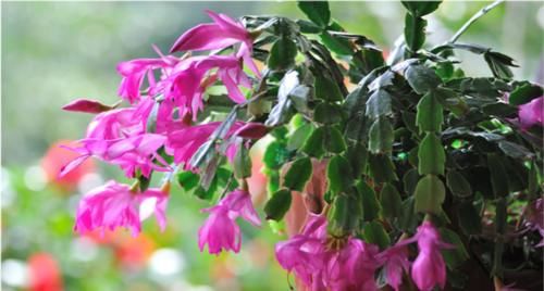 蟹爪兰花谢之后如何养护，分享我的施肥方法