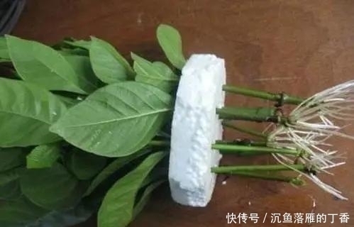 生根剂不用买，用家家都有的“小东西”，2分钟就能制出来