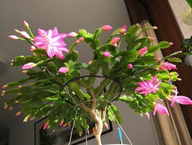 刚上盆的仙人掌可以直接嫁接蟹爪兰吗有什么地方需要格外注意的