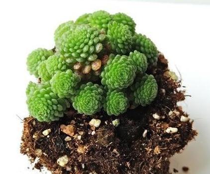 敲黑板,把握这三个关键点,让夏必死的瑞典魔男多肉安全度夏