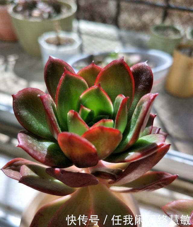 养了三年，多肉终于给点颜色瞧瞧了