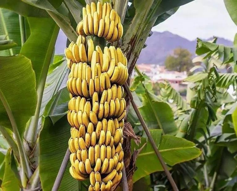 鞣酸|吃香蕉能缓解便秘？是真的吗？