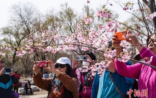 北京春花绽放