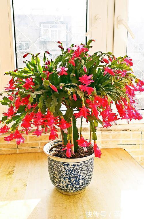 五种开花小机器,超级“爱开花”,家里养一盆,秋冬有花看