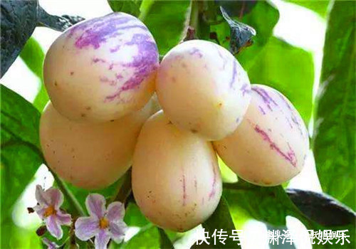 白刺果|聪明人最爱吃4种食物,排毒养颜、排毒素清,有益健康