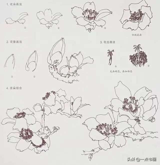 写意$国画教程——写意木棉花的画法