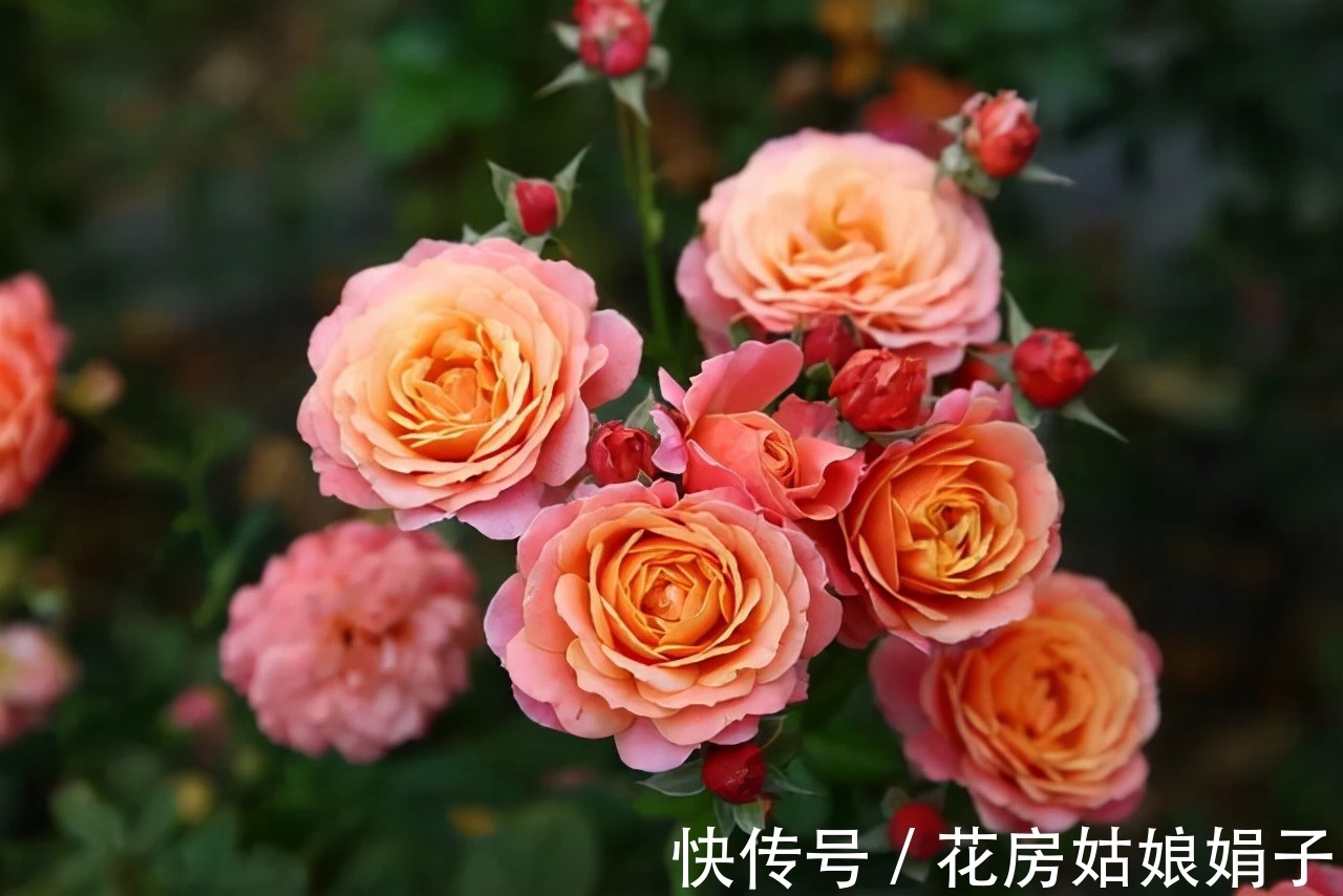 室内养殖月季花,需要达到这些条件,还要满足4个方面的要求