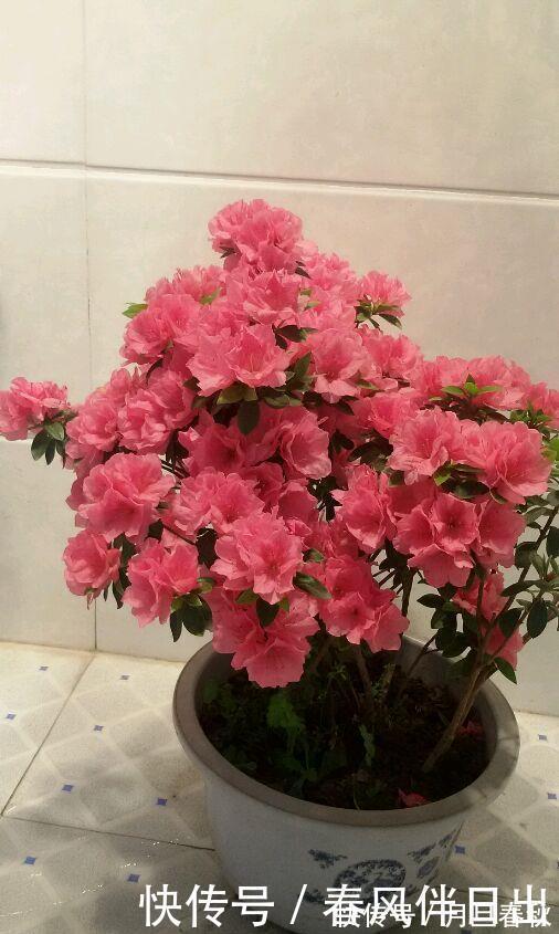 映山红|中国十大名花之一,四季开花,观赏价值高,一花多色,漂亮又芳香