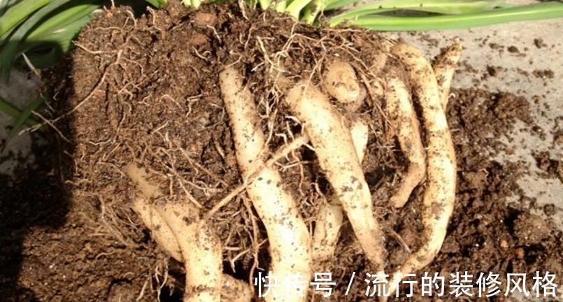 蛋壳养花好在哪里?学会这些技巧,盆栽再没有黄叶缺营养的毛病