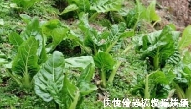 补钙|菜地里的一种菜,很多人不喜欢吃,却是天然的补钙菜