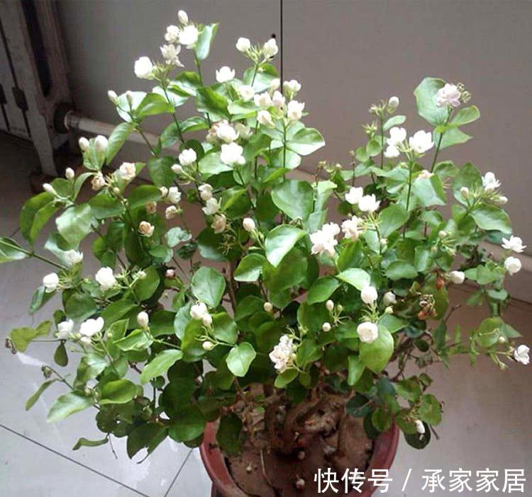 秋天养茉莉?进入“虚弱期”,养壮是关键,明年开花翻一倍