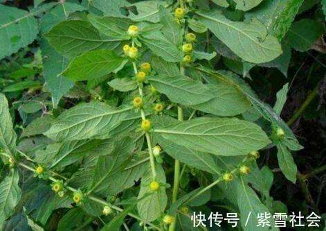 农村|农村常见的一种野草,全身是宝,并且还有一定的药用价值