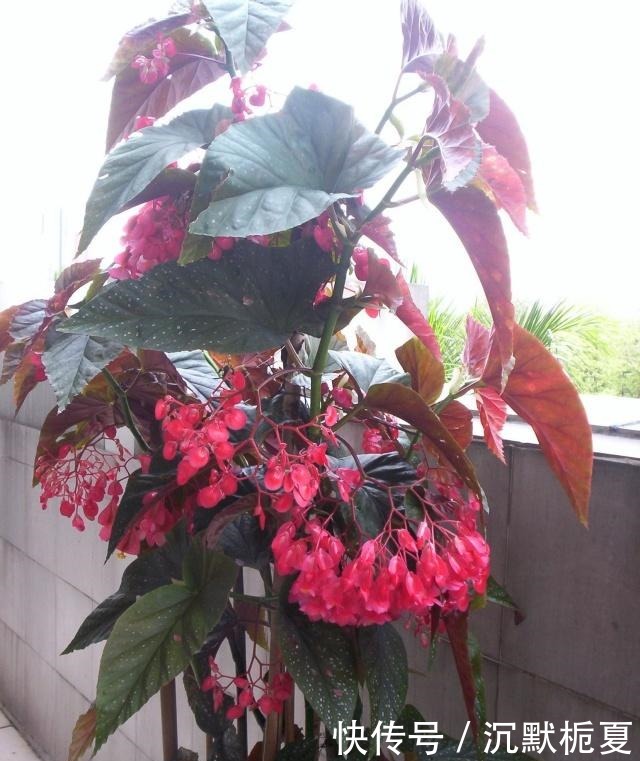 开花最勤的室内盆栽,全年开花,观赏价值高,栽培容易,值得入手!